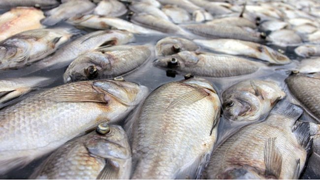 Mort massive de poissons..