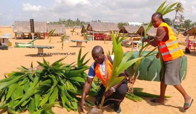 Mise en terre des plants..